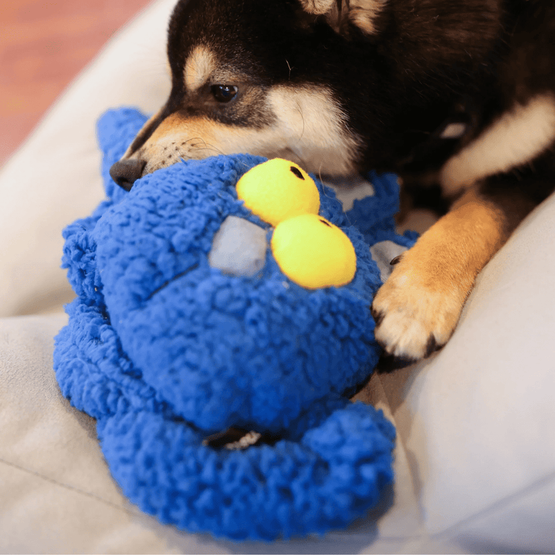 Puxa Puxa Coelho Petta – Brinquedo Interativo com Braços Extensíveis e Sons - New York Pets