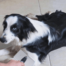 Rasqueadeira Emborrachada GermanHart Para Cães Medio - New York Pets