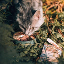 Sache Natural Truta e Equinácea Carnilove para Gatos Adultos - New York Pets