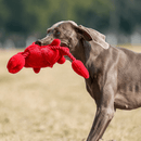 Sr. Caranguejo Petta – Brinquedo Interativo de Cabo de Guerra - New York Pets