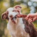 Stick de Vergalho Bovino 2un Natuka Mordedor Natural - New York Pets