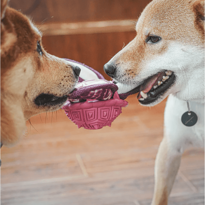 Tartaruga Marinha Petta – Brinquedo Interativo 2 em 1 com Espaço para Petiscos - New York Pets