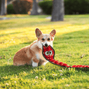 Tough Seamz Snake pelúcia para Cães Outward Hound - New York Pets