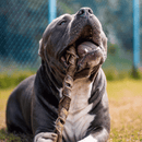 Trança Bovina Natuka Mordedor Natural - New York Pets