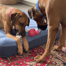 Zippy RopeTugz - Cabo - de - Guerra Macaco - New York Pets