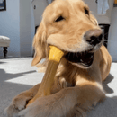 Zombie BarkBone Cheddar - New York Pets